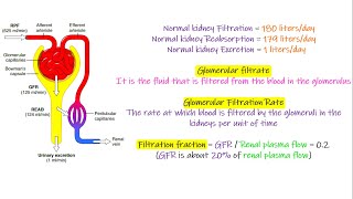 Glomerular capillary membrane. Chapter 27 part 1. Guyton and Hall Physiology.