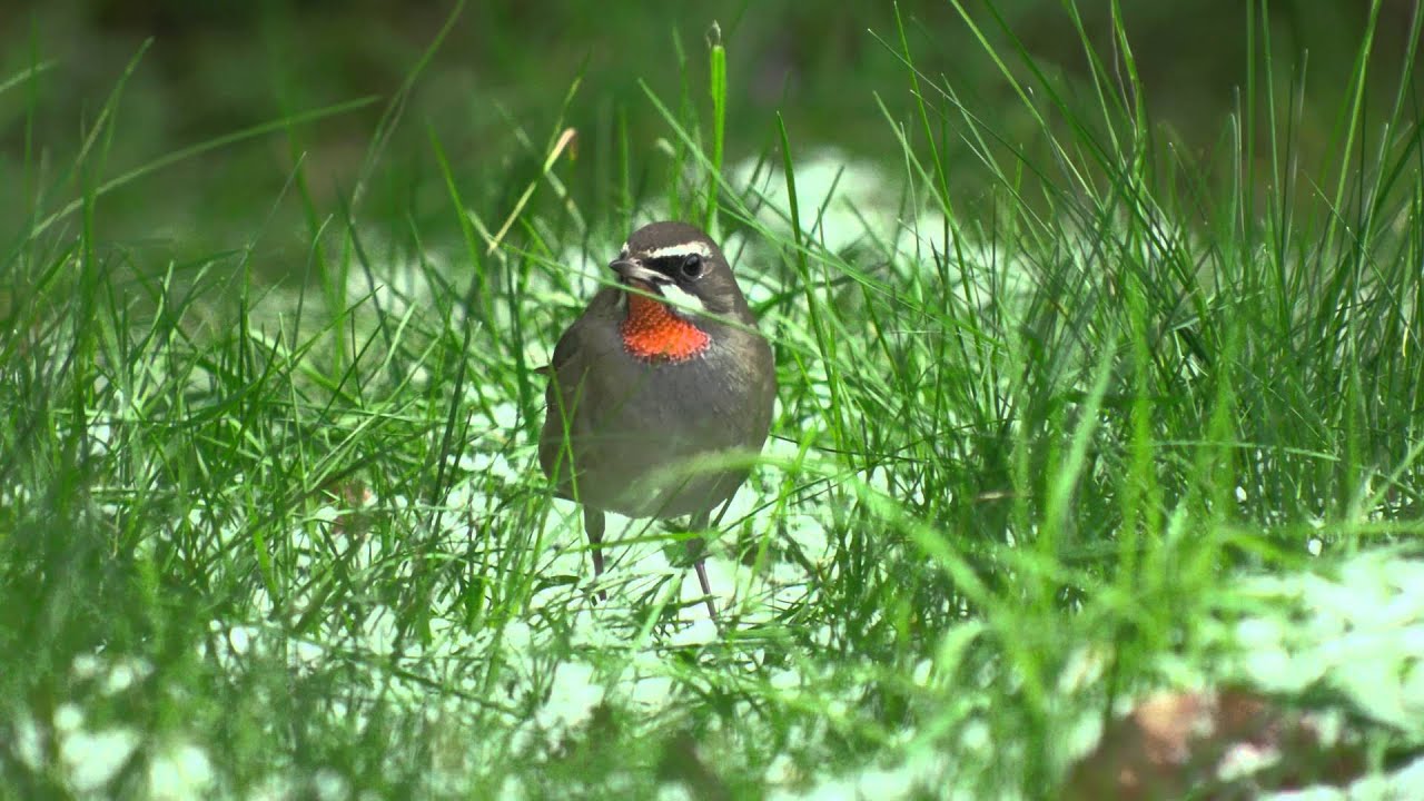 Siberian Rubythroat 