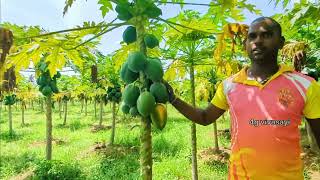 பப்பாளி சாகுபடி இராணிப்பேட்டை | papaya cultivation in ranipettai | redlady papaya