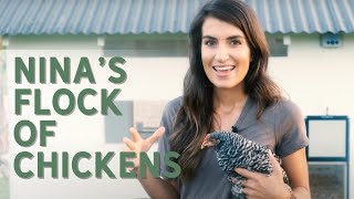 Nina's Flock of Chickens
