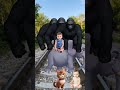 White colors Cute cat &amp; baby vs horse &amp; Monster attack tom 🤣 #funnyvideo 😁