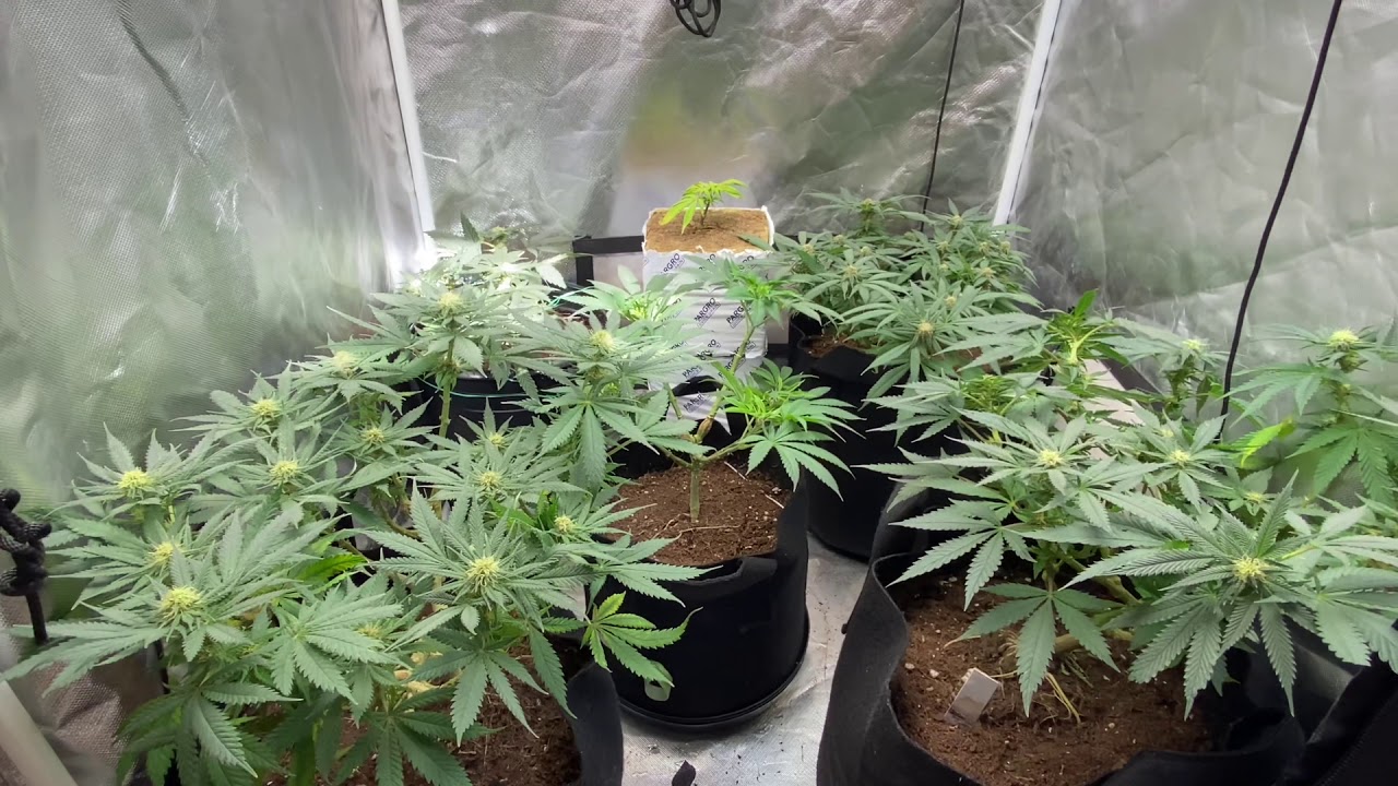 WINTER GROW UPDATE | 29 DAYS IN FLOWER