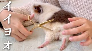 楽勝ヘアサロン【モルモットの散髪】Guinea pig haircut