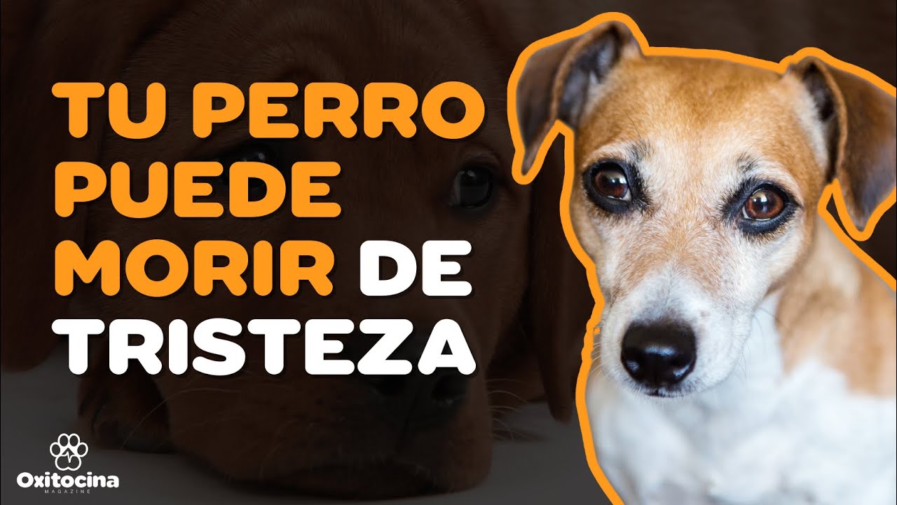 ¿PUEDE TU PERRO MORIR DE TRISTEZA? YouTube