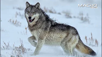 ¿Cuál es el animal macho más protector?