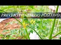 La Coltivazione di Pomodoro Ciliegino INIZIA alla grande [3×1]