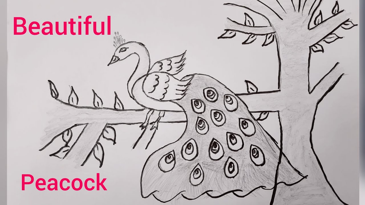 How to draw  peacock step by step in easy way 