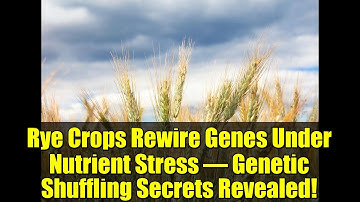 Rye Crops Rewire Genes Under Nutrient Stress – Genetic Shuffling Secrets Revealed!