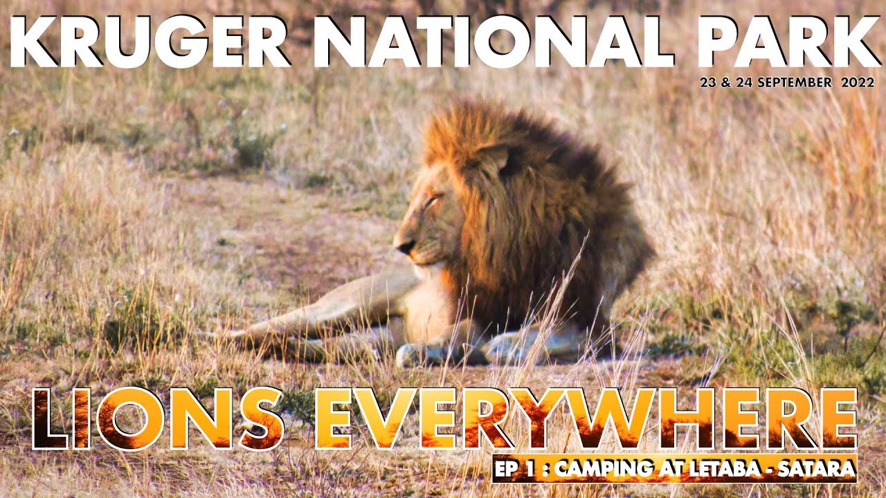 KRUGER PARK 2022 - Day 1 & 2 - CAMPING AT LETABA , SATARA - WHITE LION, WILD DOGS & MORE LIONS