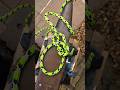 Climbing bowline