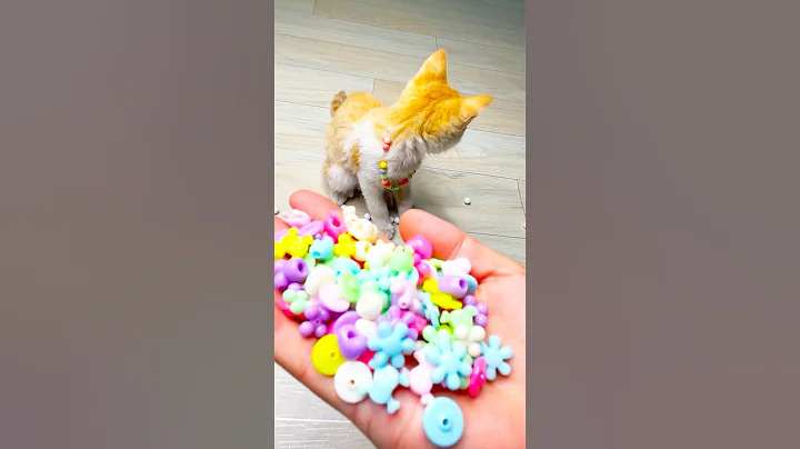 Watch the video about Reverse Cats Videos 🐈❤️😻 #asmr #cat #beautiful #funny #kitten #cute #beads #kitty
