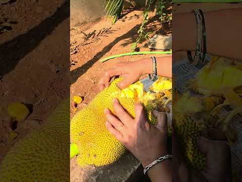 jackfruit#jackfruit #goa #fruit #viral #shots #youtubeshorts #konkan #villagelife #farming #farm