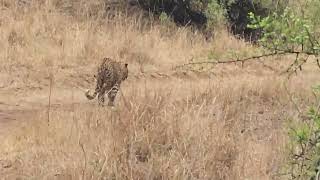 Curiosity: Unbelievable: Sambar Deer Chases Leopard Away | sariska tiger reserve #Sariska