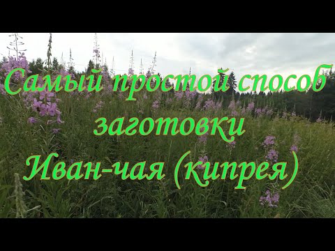 Самый простой (дешевый) способ заготовки Иван-чая (кипрея)