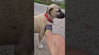 Üsküdardan 65 Km Sonra 1. Kangal Uscuk Yerim Şimdi Oni Büyünce Golden 👌🙏🙏🙏