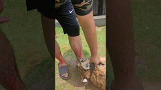 Tiger Bites and Injured my Leg | Nouman Hassan | screenshot 3