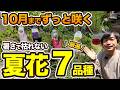 【プロ厳選】迷ったらコレ!!暑さに強い長持ち夏花7選【花壇づくり前編】【タピアン】【ユーフォルビア】【カリロファス】