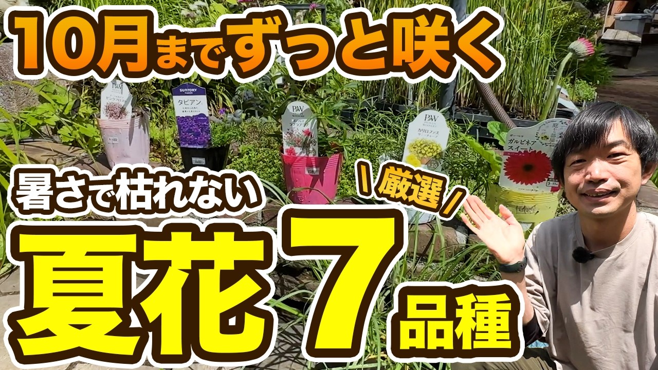 【プロ厳選】迷ったらコレ!!暑さに強い長持ち夏花7選【花壇づくり前編】【タピアン】【ユーフォルビア】【カリロファス】