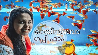 Rainbow fish farmguppyguppybreedinghybridguppypathanamthitta