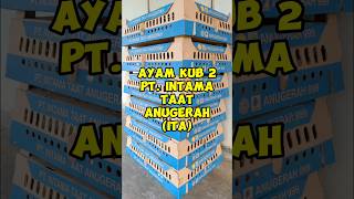DOC Bibit Ayam KUB 2 PT. INTAMA Terbaik @ Info WA 0896-3640-3099