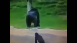 Terbiyesiz Hayvan Ler Tayfun Yılmaz