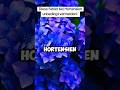Was du niemals mit Hortensien machen solltest! #garten #gartentipps #hortensien #gartenarbeit