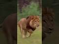 Lion Meets a Bear… and Walks Away 🦁🐻