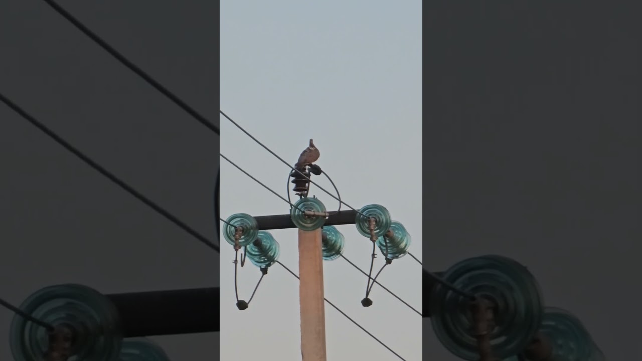 Common Wood Pigeon (Columba palumbus) - Bird watching Samsung Galaxy S23 Ultra 4k 60fps 