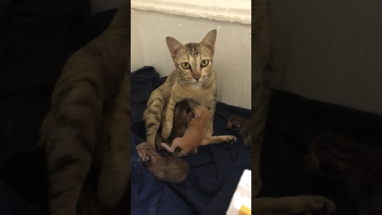 Laki s raising kitten Diary Day2 Cat breastfeed to Laki s raising kitten Diary Day2 Cat breastfeed to