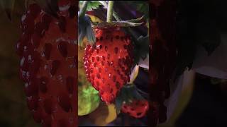 Strawberry  Time Lapse (100 Days in 30 seconds)