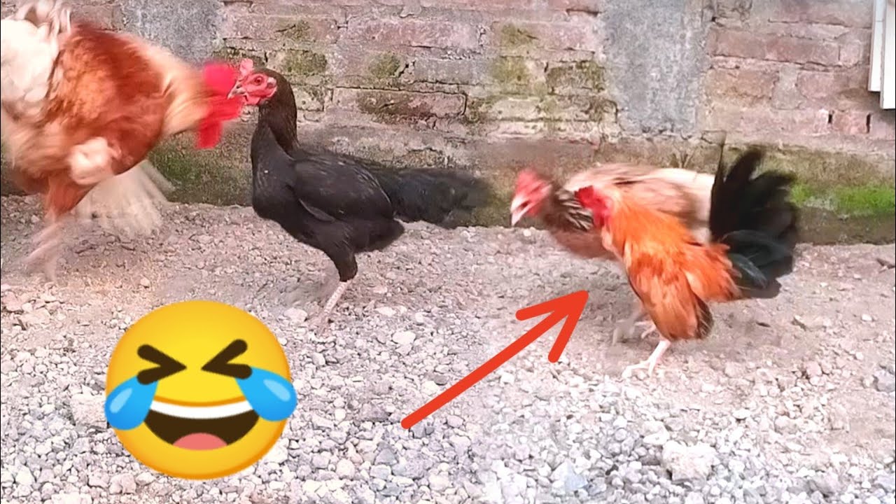 funny moment big rooster little rooster & hen 🐓🐔🐣 part 6