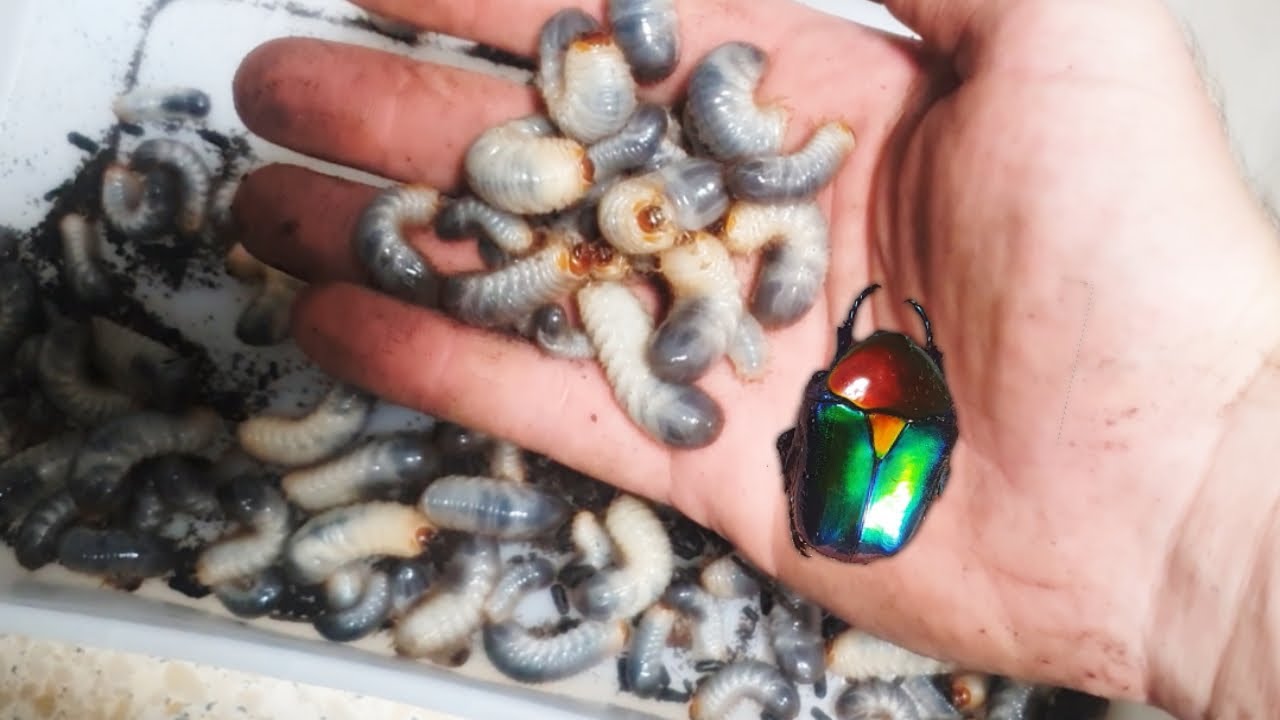 Collecting And Breeding Flower Beetles