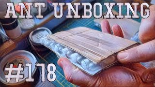 🐜 Ant Unboxing #178 - Wjechały nowe mrówki