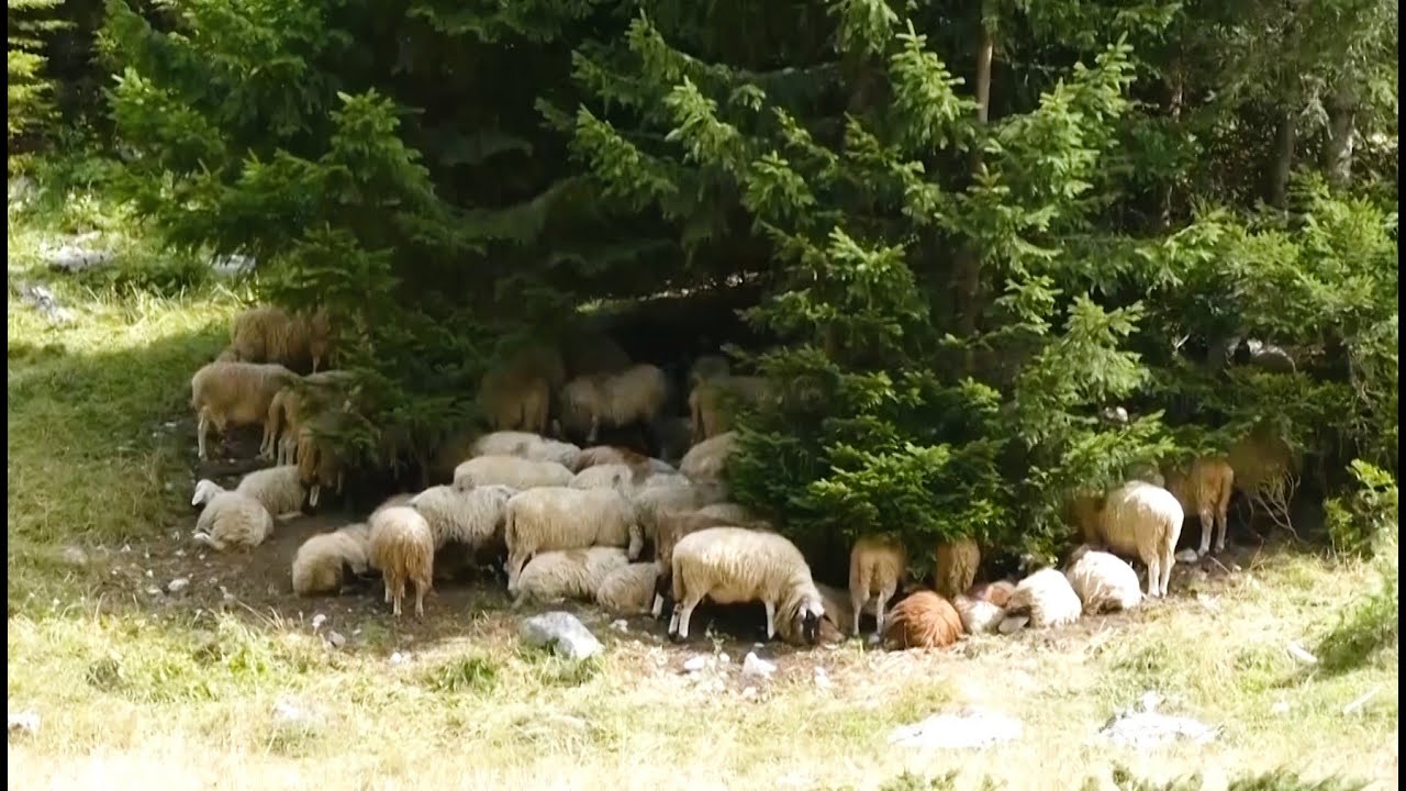 BJESHKËT E TROPOJËS - Reportazh