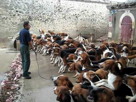 Crazy feeding frenzy with the hounds at Chateau Cheverny