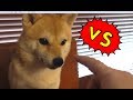 絶対にツンツンしたい飼い主 vs 絶対にペロペロしたい柴犬