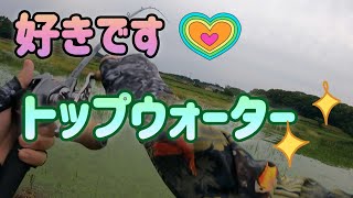 【バス釣り】【トップウォーター】トップがハマった日😆