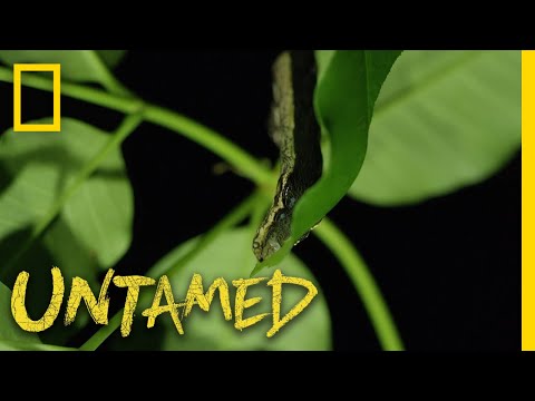 The Caterpillar That Looks Like a Snake | Untamed
