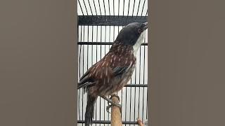 Download lagu cendet matahari berkicau sambil bergoyang pantura💃💃💃🕺🕺