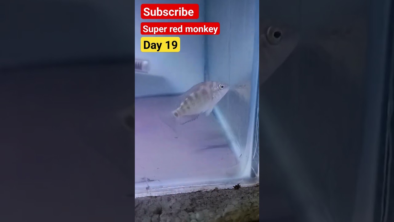 super red monkey (SRM)