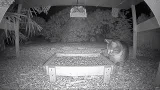 Catch the mouse - *Night vision* (Recke, Germany)