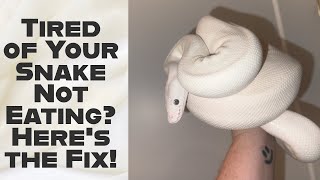5 Proven Tips to Get Your Ball Python Eating Again!
