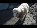 【宝登山】羊たちのちんもく【小動物公園】 の動画、YouTube動画。