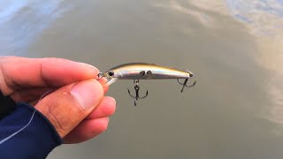 シュガーミノーはよく釣れる。