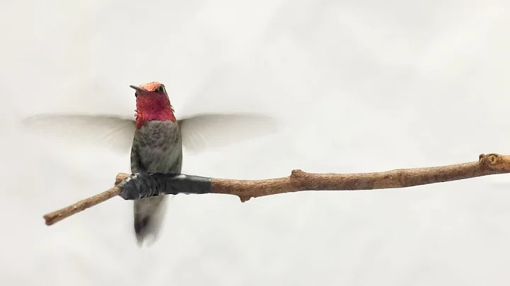 Why Flying 30 MPH Doesn't Spell Disaster For Hummingbirds