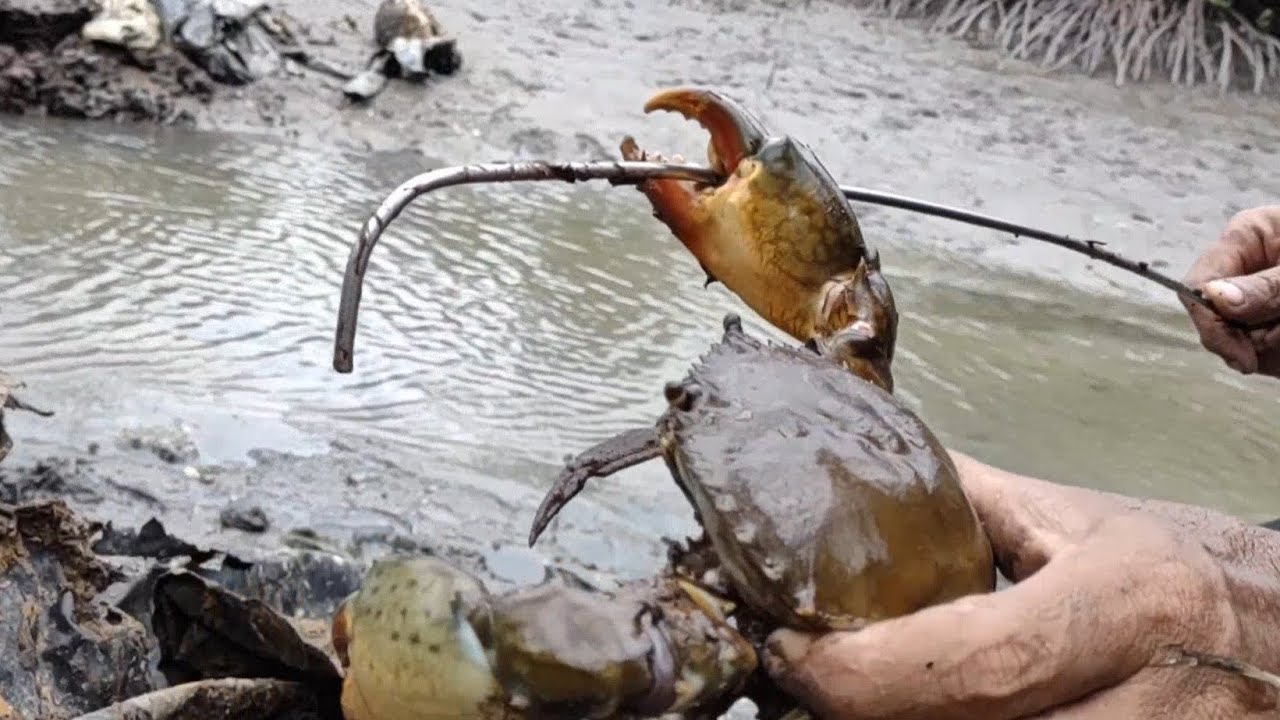จับปูดำ/หาปูทะเล EP.36 ไซส์หัวหน้าเผ่า Giant mud crab