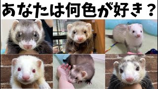 フェレット15種類のカラーバリエーションを紹介！何色が好きですか？【飼育方法】