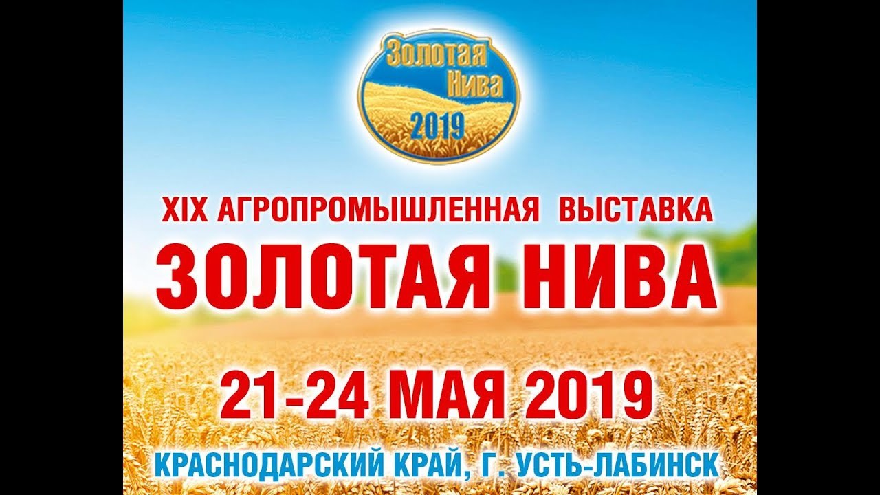 Золотая нива вконтакте