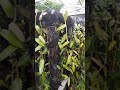 Indonesian Garden Vanilla Beans 1 Million Trees That Are 6 Months Old Vanillabeans Indonesian Garden Vanilla Beans 1 Million Trees That Are 6 Months Old Vanillabeans