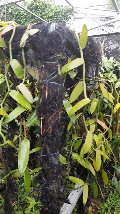 Indonesian garden vanilla beans / 1 million trees that are 6 months old #vanillabeans